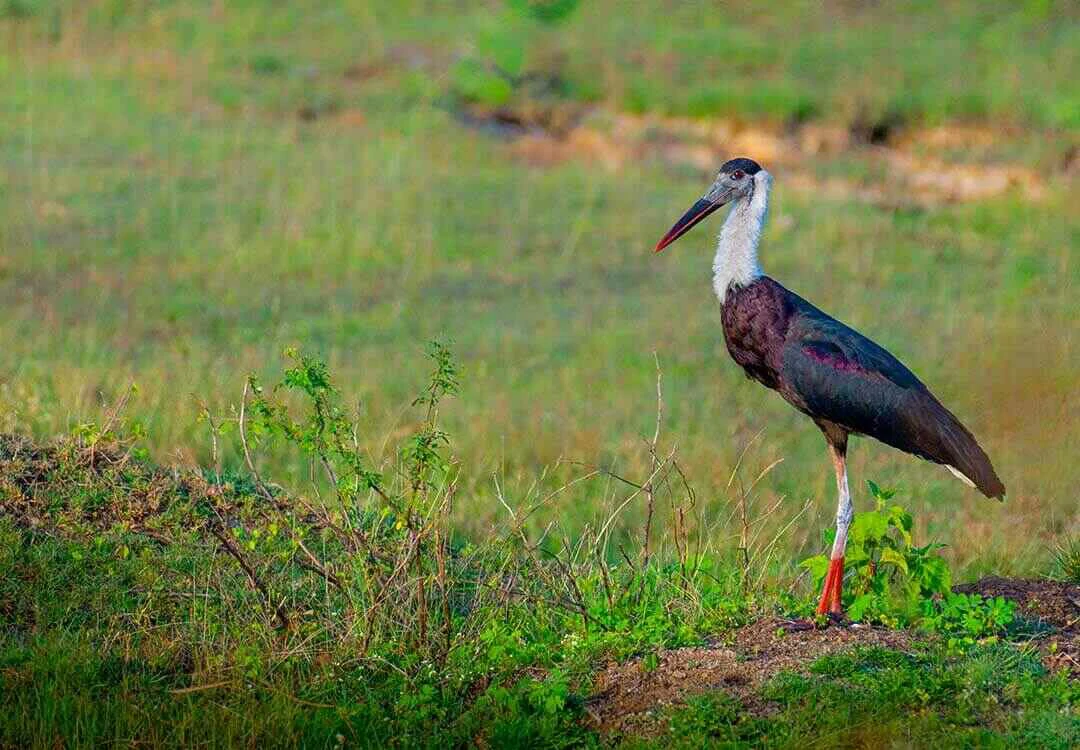 Woolly-necked Stork